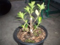 Gardenia Bonsai 3ypao10