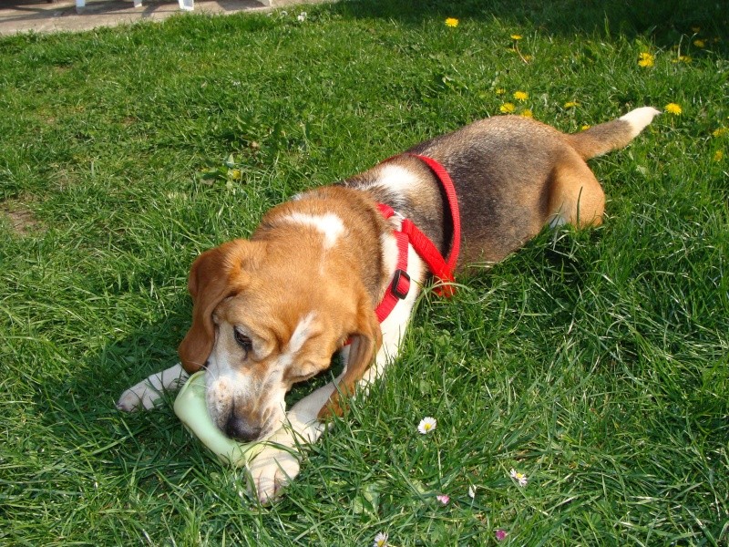VICKY, beagle femelle, 5 ans (59) Dsc01010