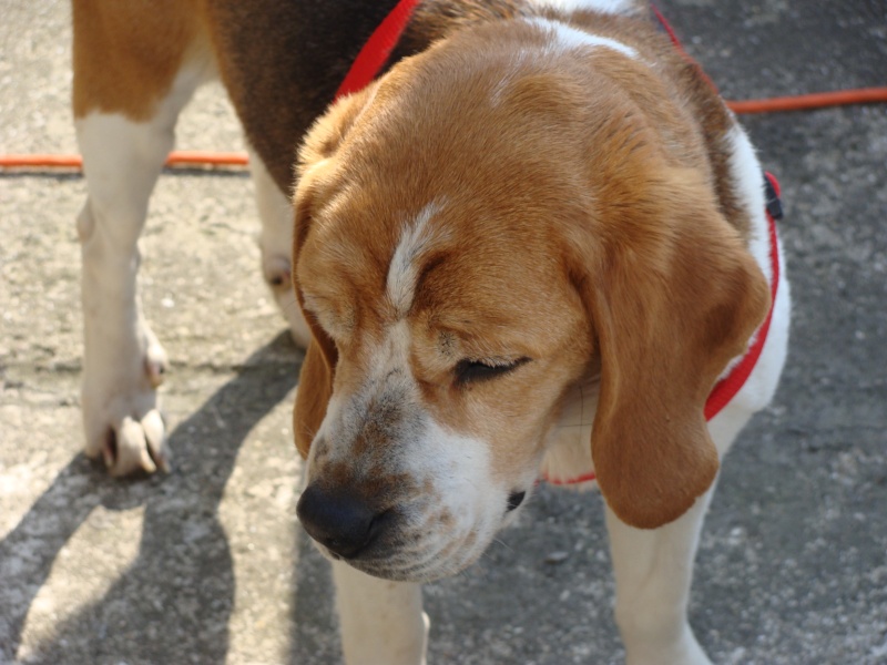 VICKY, beagle femelle, 5 ans (59) Dsc01012
