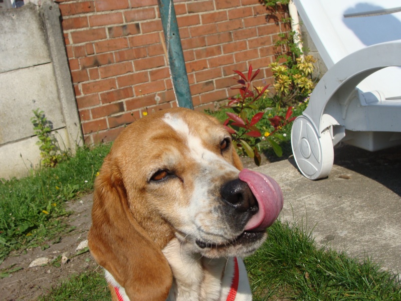 VICKY, beagle femelle, 5 ans (59) Dsc01015