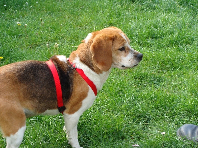 VICKY, beagle femelle, 5 ans (59) Dsc01016