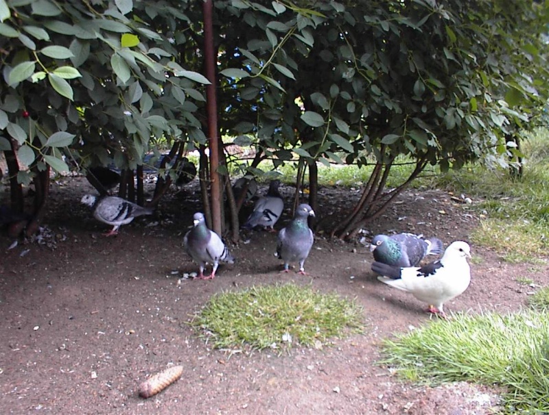 Qui veut adopter des pigeons? Région Nancy Pigeon10