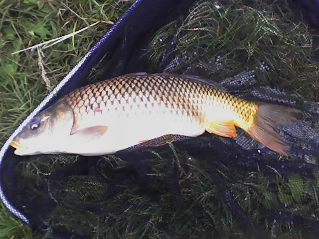 Ivano a Carpe con la bolognese Carpa_10