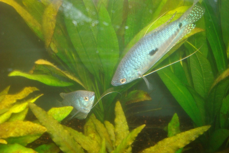 gourami bleu mâle ou femelle Dsc05215