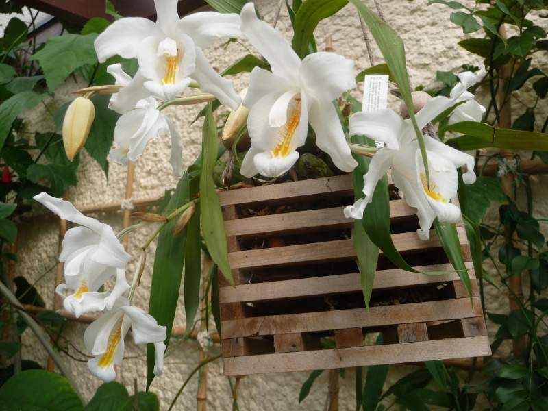 floraisons des orchidées - Page 10 16-03-12
