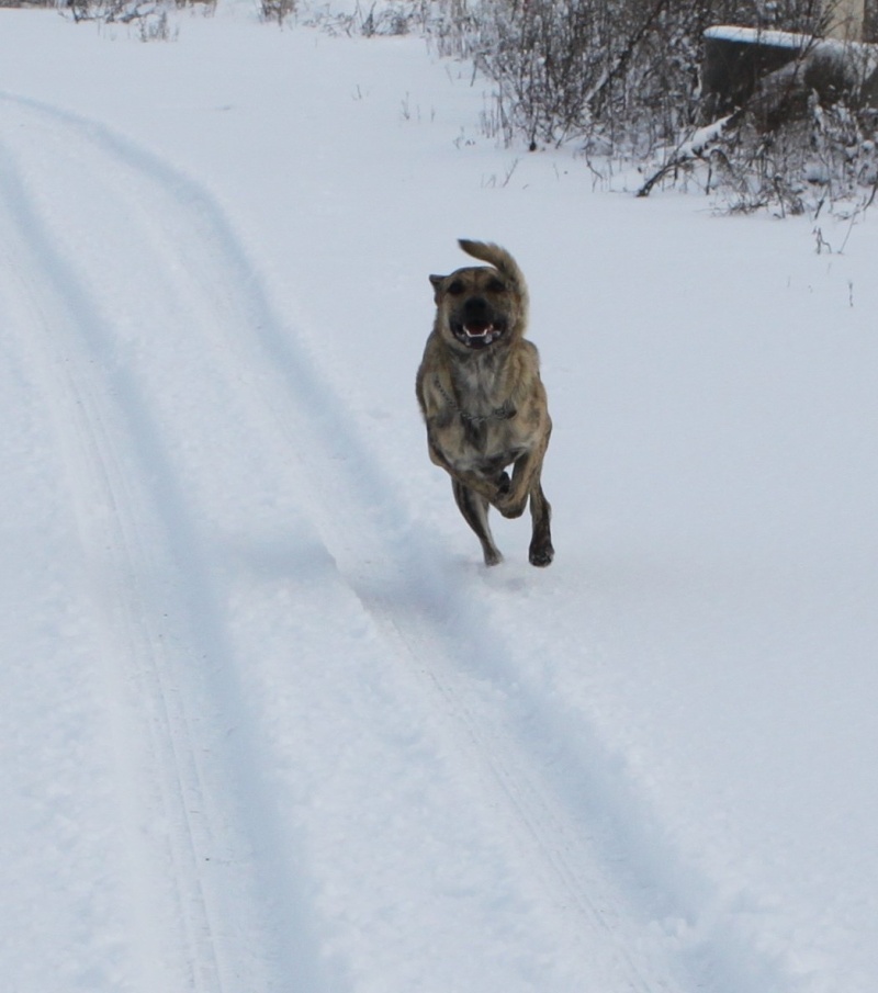 *Fada madrihna de la pluie de loups* - Page 5 Img_3125