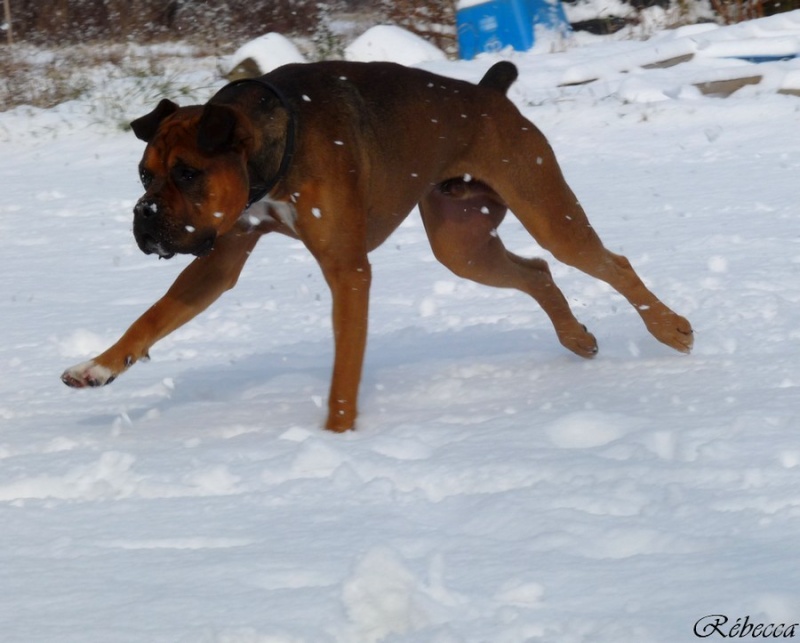 Concours photo chien hiver 2010/2011 - GROUPE 3 Charly32