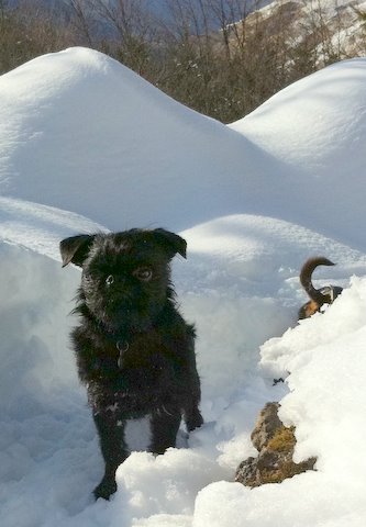 Quelles précautions prendre pour emmener son chien à la neige ? Img_0211