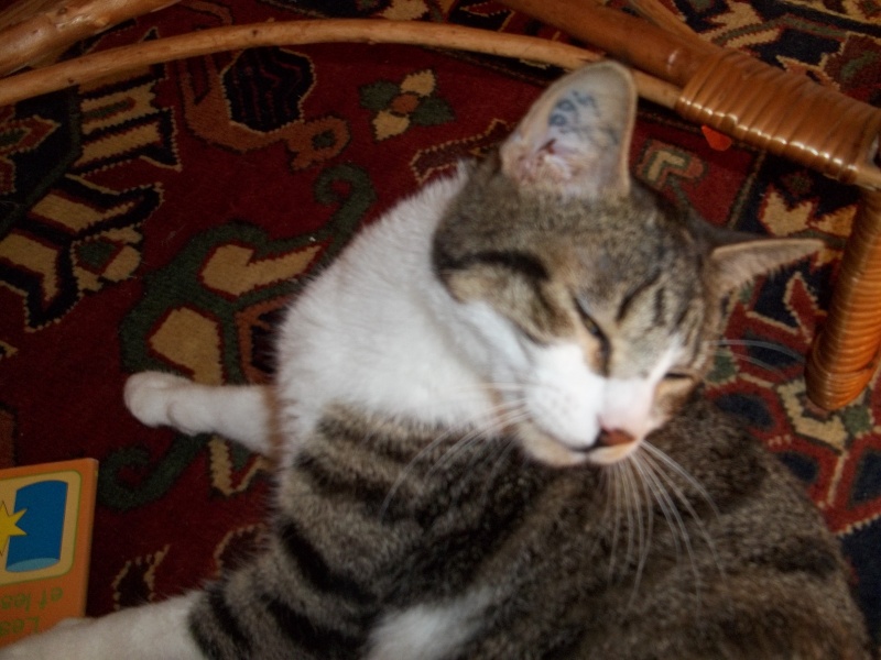 Câlin mâle brown tabby et blanc né en mars 2010 Calin_12