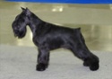 Black minis from Elkost kennel (Russia) Magven12