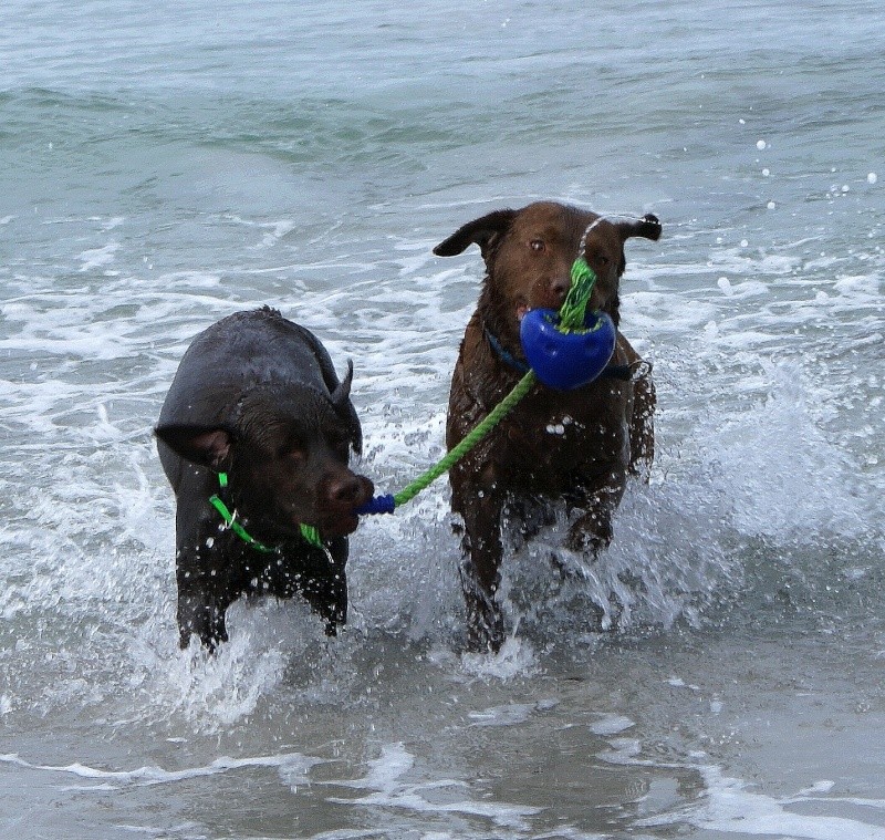 Résultat du concours photos "Nos chiens et l'eau..." - Page 3 Elfy__10