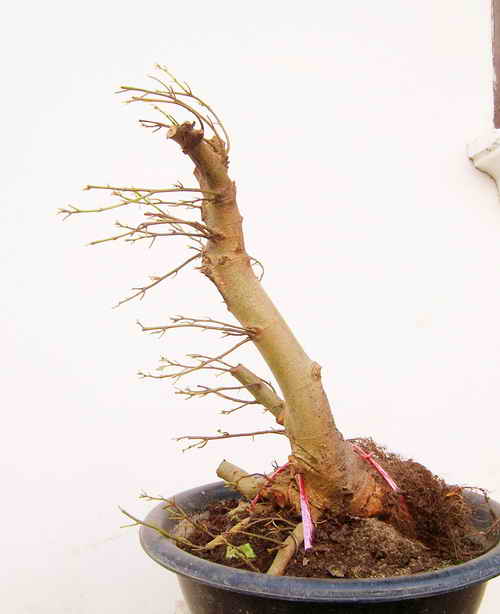 Up side Down Ficus "Update at Mar 2012" S6002112