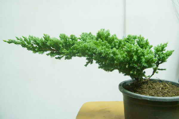 child play (mame bonsai first styling) S6002710