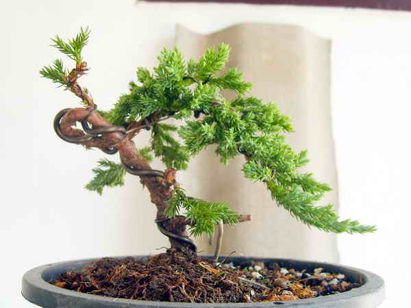 child play (mame bonsai first styling) S6002712