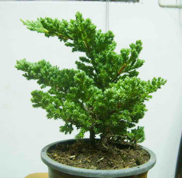 child play (mame bonsai first styling) S6002713
