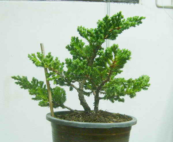 child play (mame bonsai first styling) S6002714