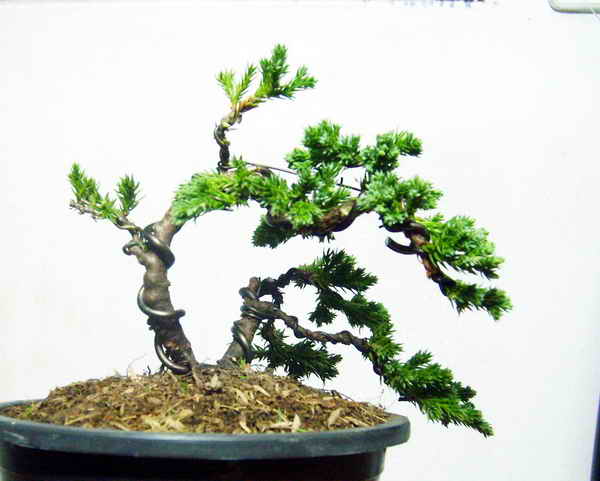 child play (mame bonsai first styling) S6002810
