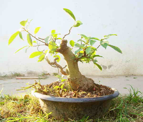 Up side Down Ficus "Update at Mar 2012" S6002811