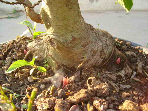 Up side Down Ficus "Update at Mar 2012" S6002812