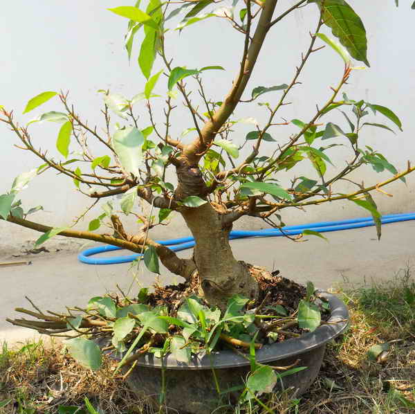 Up side Down Ficus "Update at Mar 2012" Sam_1110