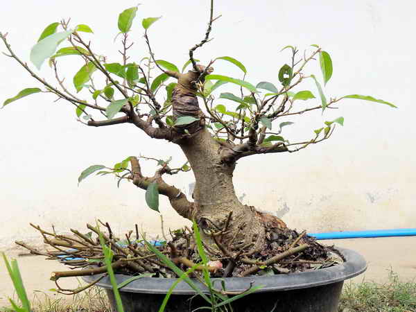 Up side Down Ficus "Update at Mar 2012" Sam_1111
