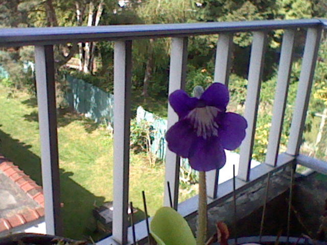 Pinguicula grandiflora Fleurs  04710