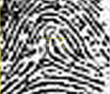 X - WALT DISNEY - One of his fingerprints shows an unusual characteristic! - Page 11 1937-l11