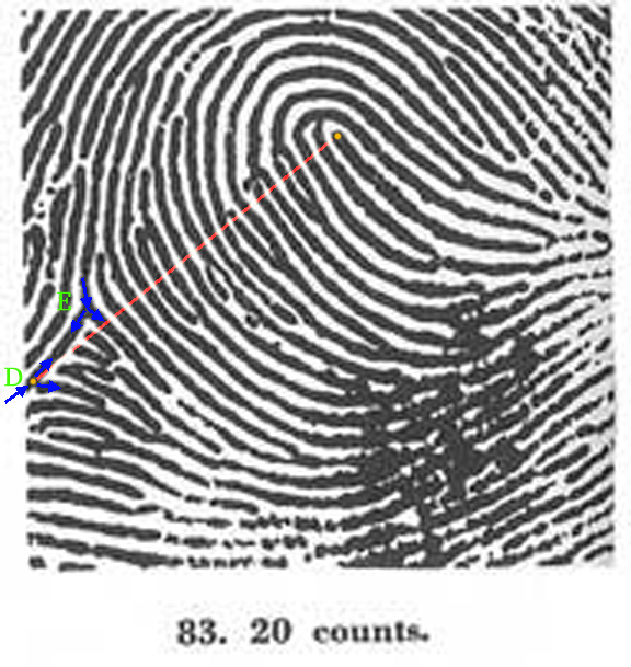 X - WALT DISNEY - One of his fingerprints shows an unusual characteristic! - Page 23 Patti-15