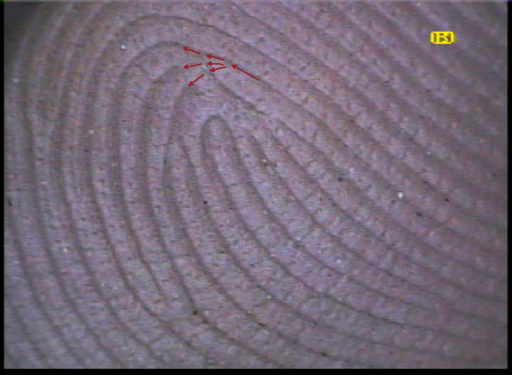 X - WALT DISNEY - One of his fingerprints shows an unusual characteristic! - Page 19 Trifur10