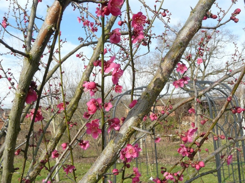 prunus Mume P1180126