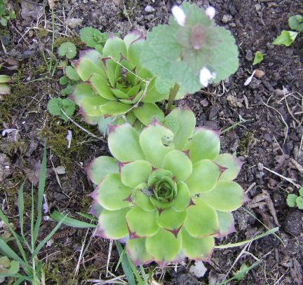 Succulentes !!! /// Echeveria & Graptopetalum paraguayense  !!! Artich11