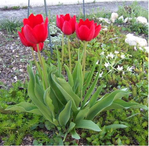 fleurs de printemps - Page 2 Tulipe11