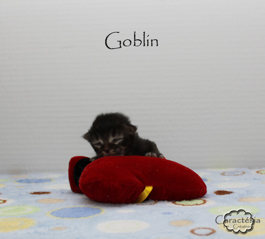 Les 2 petits G De Caractésia : Galdor et Goblin - Page 5 Goblin10