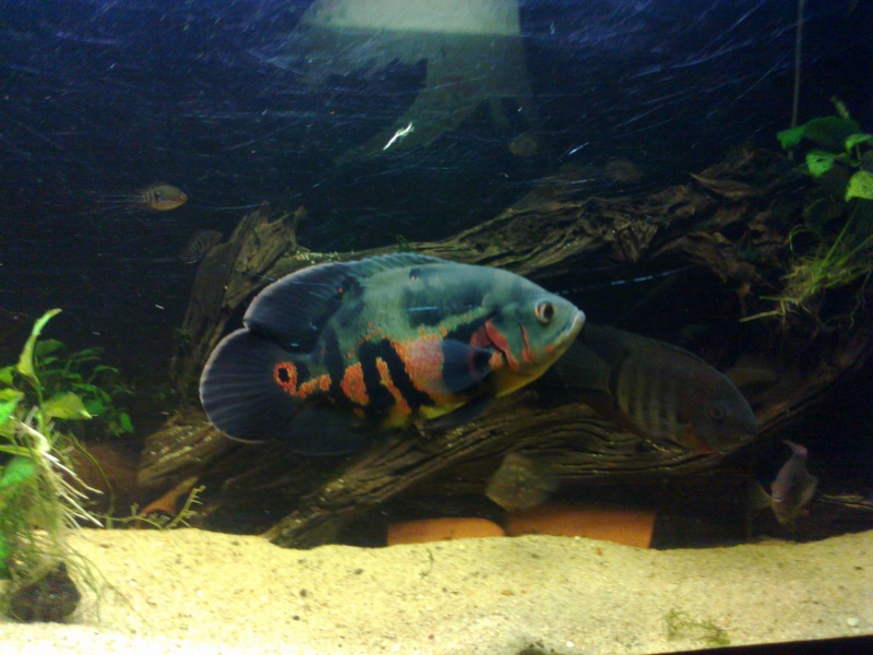 ma fishroom 12122011