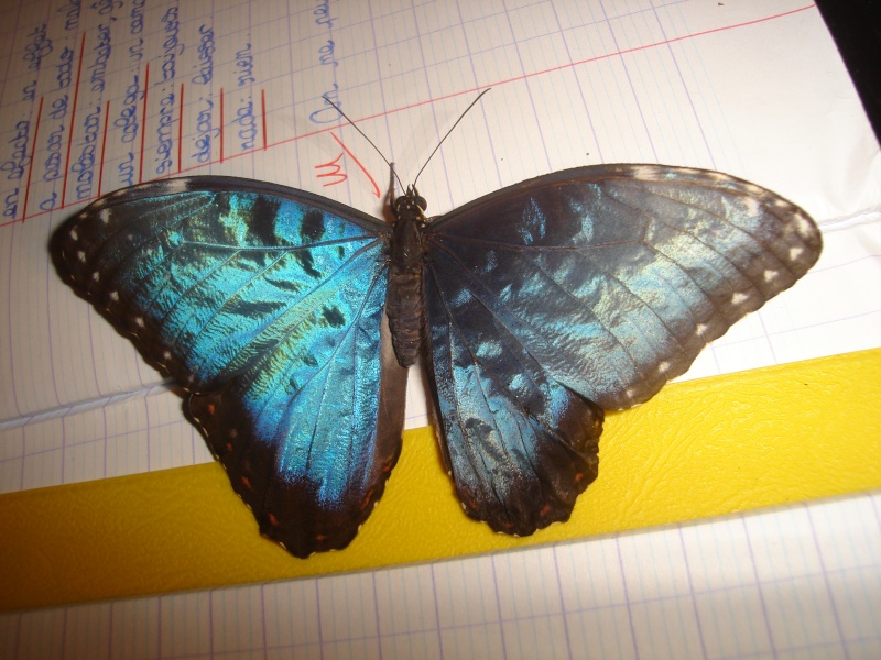 elevage de papillon Dsc05419