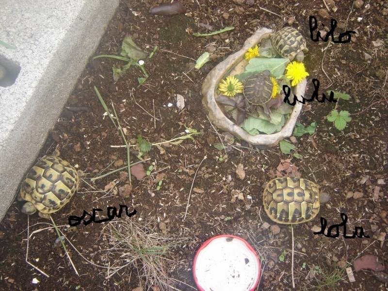 identification de mes tortues 29343011
