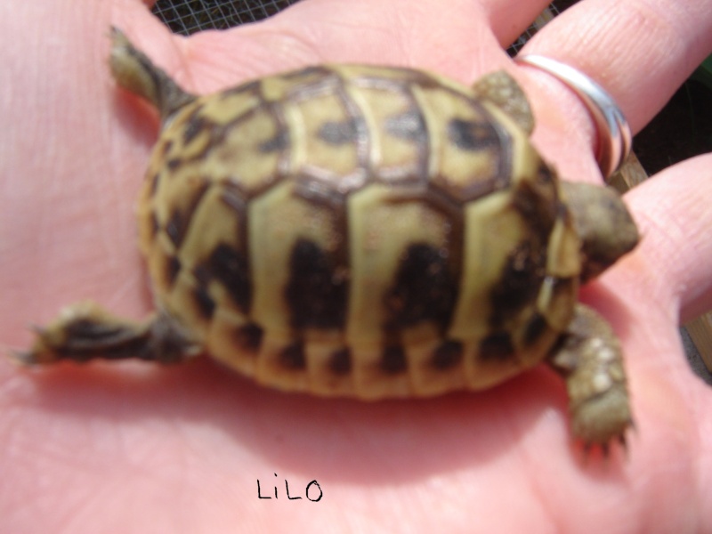 identification de mes tortues Lilo10