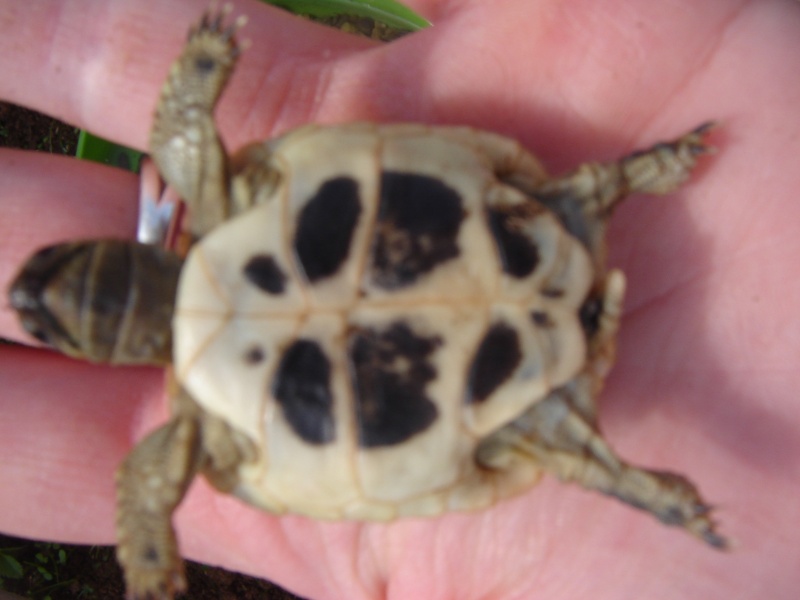 identification de mes tortues Lilo110