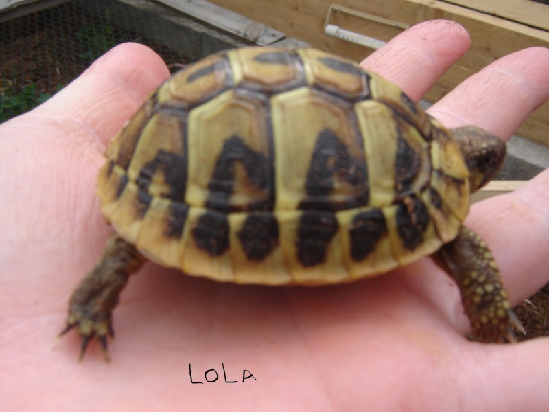 identification de mes tortues Lola10