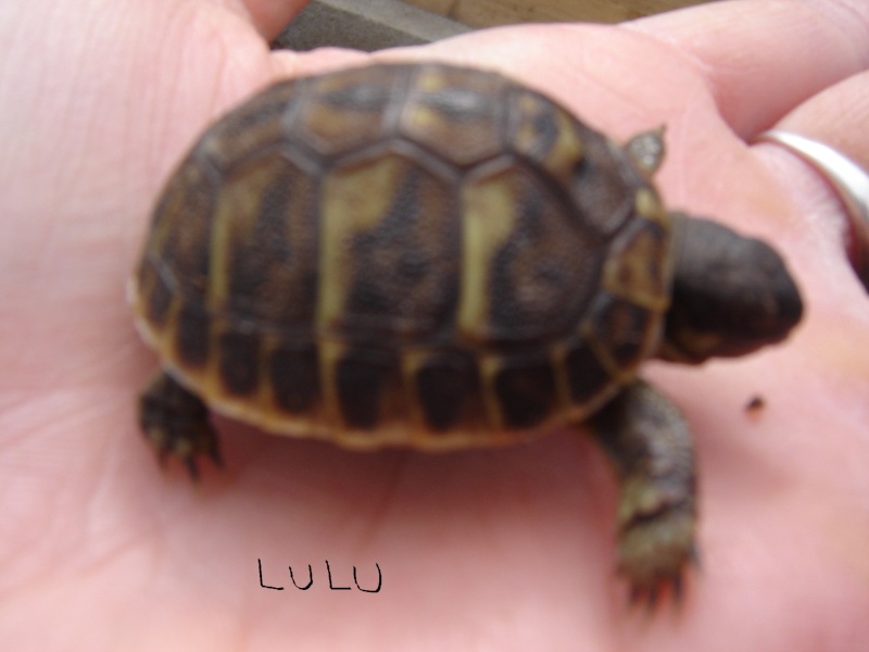 identification de mes tortues Lulu10