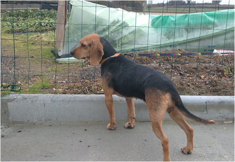 VENISE, beagle femelle, 7 ans (44) Venise10