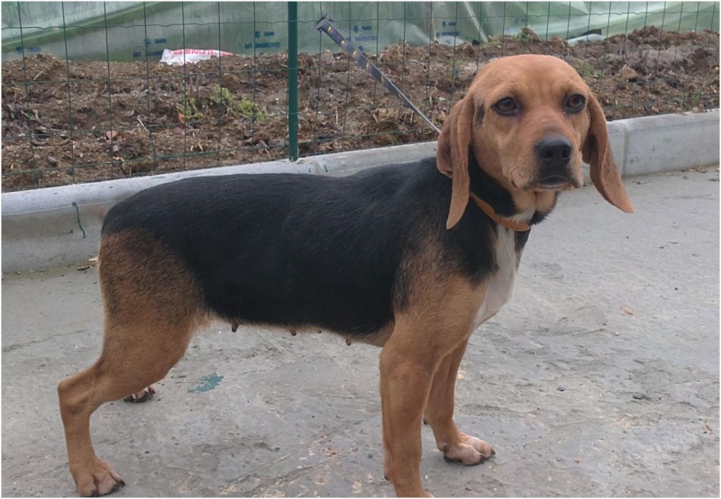 VENISE, beagle femelle, 7 ans (44) Venise11