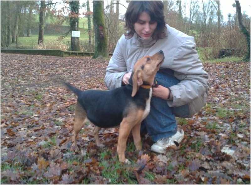 VENISE, beagle femelle, 7 ans (44) Venise13