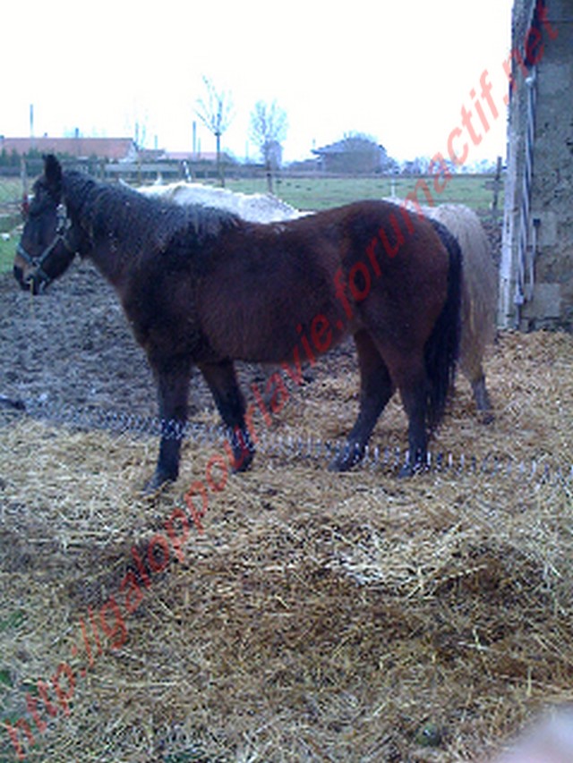 FLAMENCO - Hispano-arabe né en 1989  & BANDIT - ONCP né en 1991 - adoptés en avril 2011 4eme1010