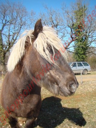 ELODYE -  Cheval de Trait née en 1992 - adoptée en mars 2011 - replacée en octobre 2017 Elodie13