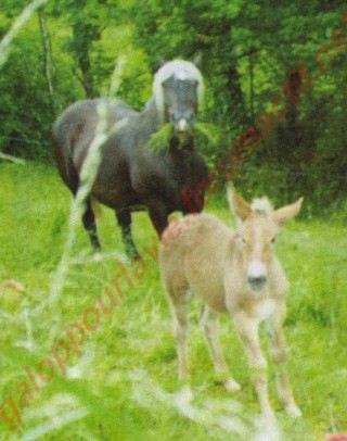 ELODYE -  Cheval de Trait née en 1992 - adoptée en mars 2011 - replacée en octobre 2017 Elodie14