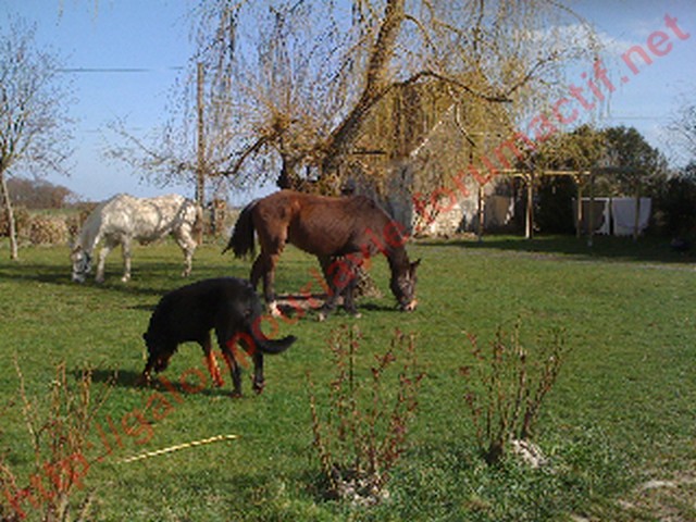 FLAMENCO - Hispano-arabe né en 1989 & BANDIT - ONCP né en 1991 - adoptés en avril 2011 Gplv1010