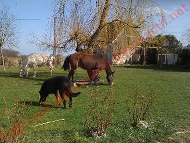 FLAMENCO - Hispano-arabe né en 1989  & BANDIT - ONCP né en 1991 - adoptés en avril 2011 Gplv1010