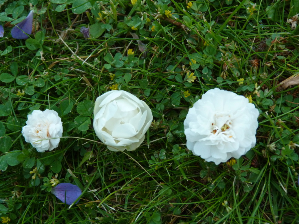comparatif des très petites roses blanches Compar10
