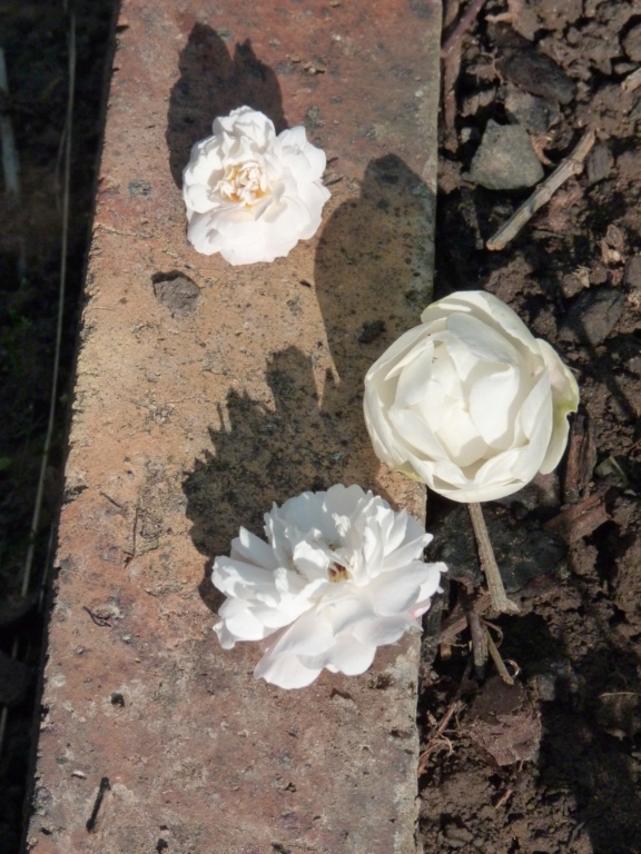 comparatif des très petites roses blanches Compar11